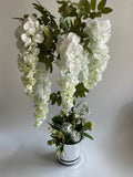 Wisteria