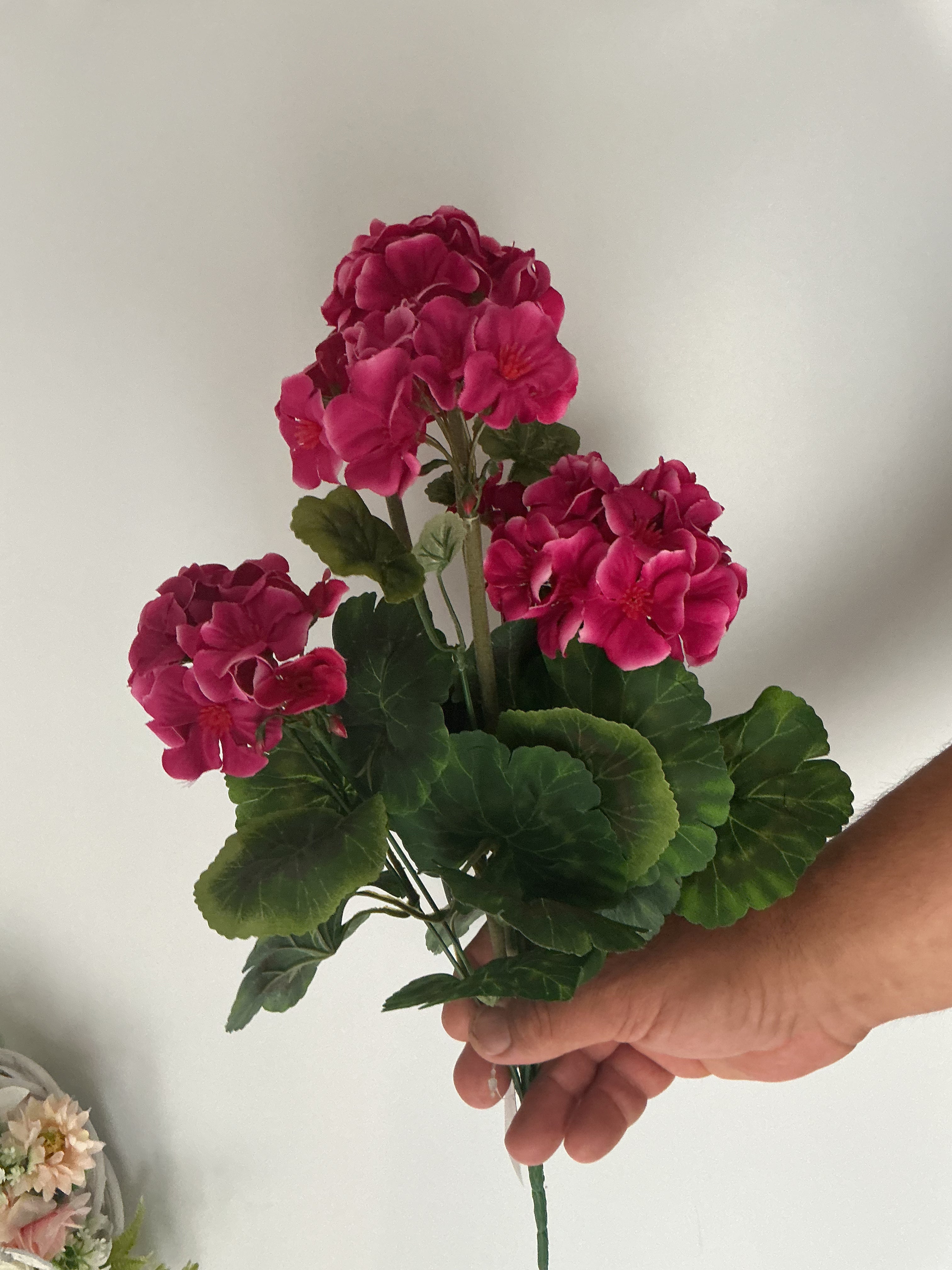 Pelargonia bukiet