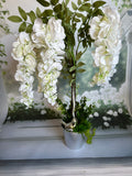 Kaskadowa wisteria w doniczce
